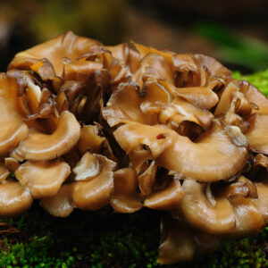 MAITAKE – Żagwica listkowata- Grifola frondosa – 90 kapsułek / 500mg