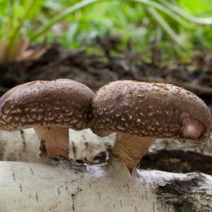 SHITAKE – Twardnik japoński- Lentinula edodes – 90 kapsułek / 500mg