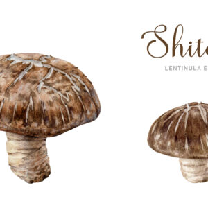 SHITAKE – Twardnik japoński- Lentinula edodes – 90 kapsułek / 500mg