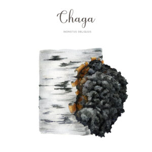CHAGA – Błyskoporek podkorowy – Inonotus obliquus 90 kapsułek / 500mg