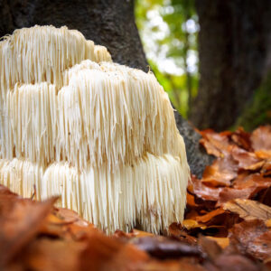 SOPLÓWKA JEŻOWATA – Lion’s Mane – Hericium erinaceus 90 kapsułek / 500mg