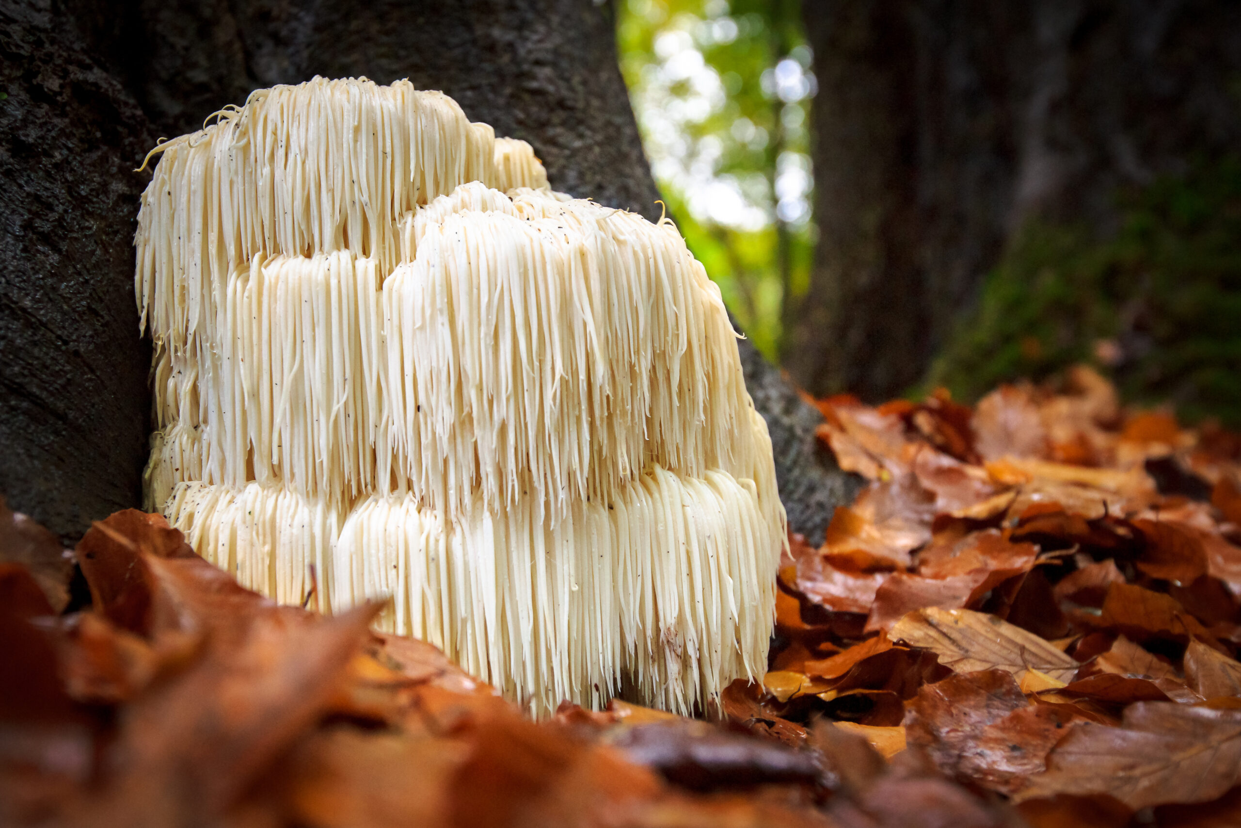 SOPLÓWKA JEŻOWATA - Lion's Mane - Hericium erinaceus 90 kapsułek / 500mg - obrazek 2