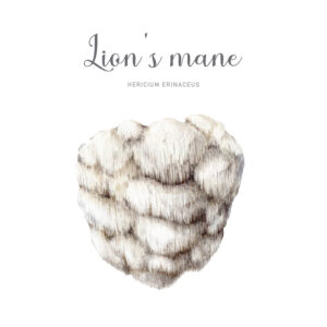 SOPLÓWKA JEŻOWATA – Lion’s Mane – Hericium erinaceus 90 kapsułek / 500mg