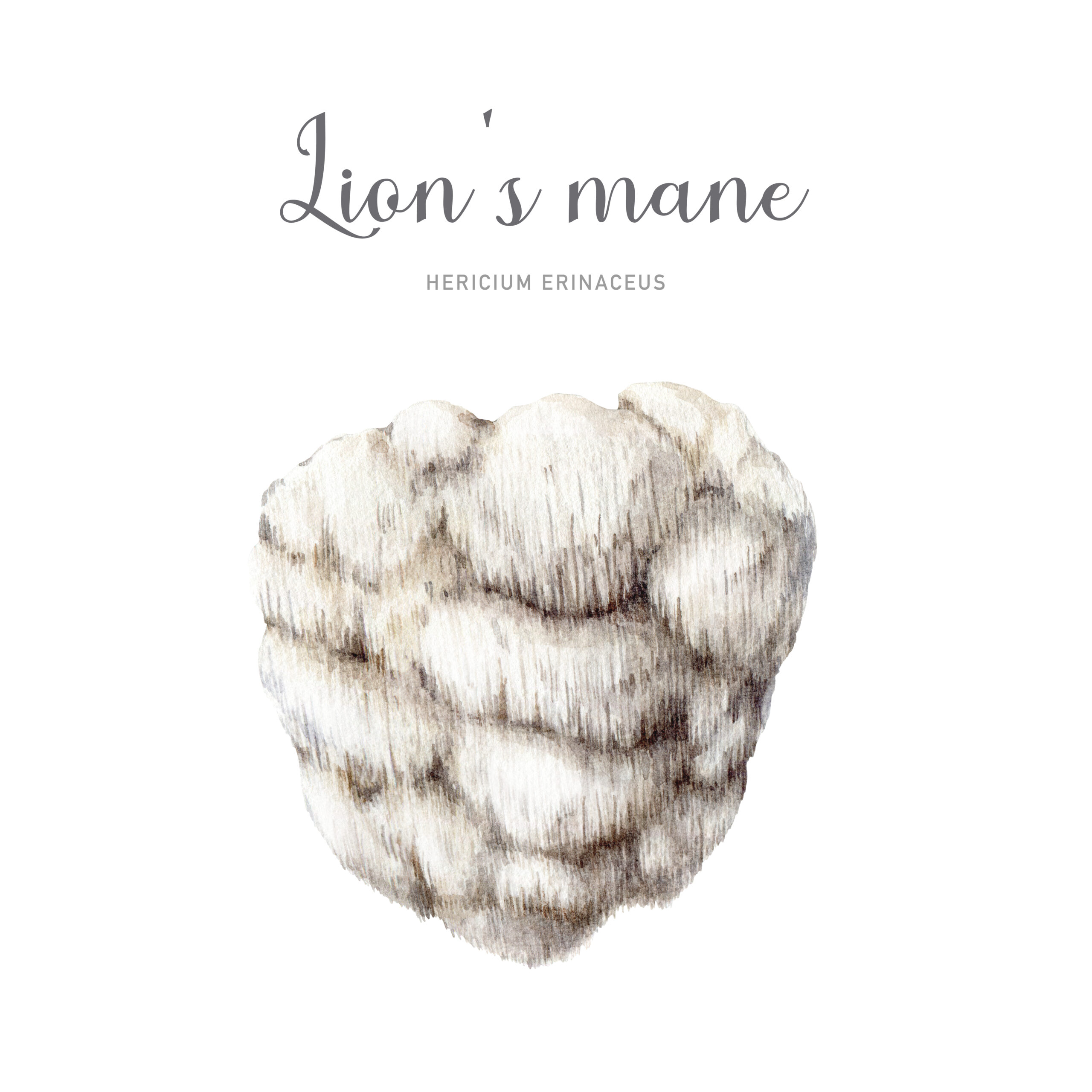SOPLÓWKA JEŻOWATA - Lion's Mane - Hericium erinaceus 90 kapsułek / 500mg